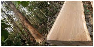 Image result for Gmelina