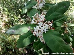 Image result for Acokanthera schimperi