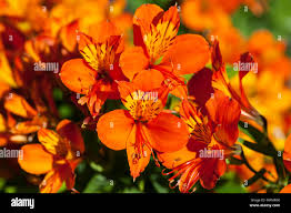 Image result for Maesobotrya floribunda