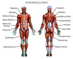 Simple muscles in the body diagram. Got Muscles The Jag Wire