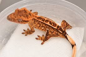 You could find a dalmatian, a harlequin dalmatian, or a pinstripe harlequin dalmatian for example. Crested Gecko For Sale