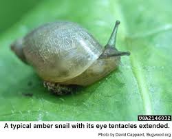 We did not find results for: Amber Snails Nc State Extension Publications