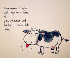 Miserable Cow Google Search Cow Quotes Cows Funny Mean People Quotes