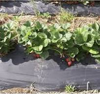Growing strawberries in your home garden | OSU Extension Service