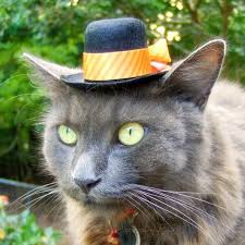 Top Hat For Cats Autumn Cat Hat Thanksgiving Hat Etsy Dog Hat Cat Hat Cat Costumes