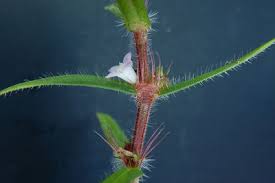 Image result for Hexasepalum sarmentosum