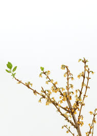Download Premium Image Of Dried Forsythia Branch On An Off White In 2020 Forsythia Image Dried Flowers