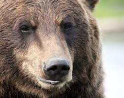 Grizzly Bear Ursus Arctos Horriblis Animals A Z Animals