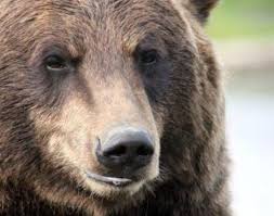 grizzly bear ursus arctos horriblis animals a z animals