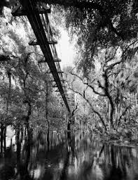 The myakka canopy walkway at myakka river state park was the first public treetop trail in north america. Myakka Canopy Walk C 2001 Clyde Butcher Black White Fine Art Photography