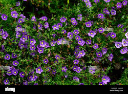 Image result for Nierembergia hippomanica