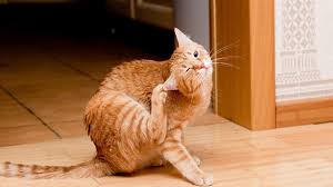 Flea allergy dermatitis can also appear in different ways on the skin and none is specific just to fad. Itchy Skin Advice For Pet Ailments Vets4pets