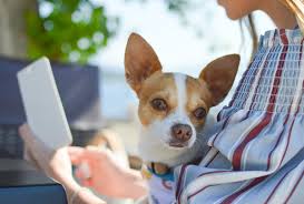 This will protect him from combative pets and vice versa, as well as make. Advantages Of Online Vet Dermatology Appointments Vetderm Clinic