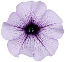 Image result for foto surfínie