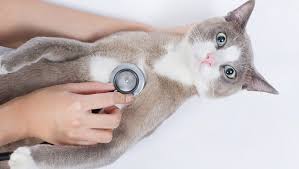 Even modest reductions in resting heart rate can dramatically reduce your risk of cardiovascular disease and add years to your life! Cat Vitals Normal Heart Rate Body Temperature Respiration For Cats Cattime