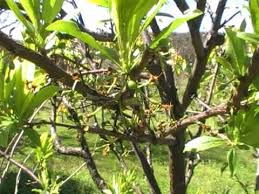 Each variety retains its own flavour and characteristics. Fruit Salad Tree Reviews Too Good To Be True