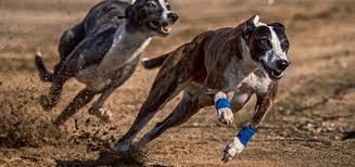 The film is based on the 1955 novel the good shepherd by c. The Life Of A Racing Greyhound Faunalytics