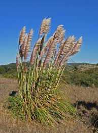Image result for Cortaderia