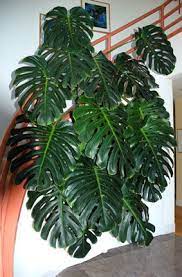 Split Leaf Philodendron Monstera Deliciosa Plants Indoor Plants Cool Plants