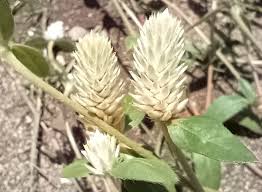 Image result for Gomphrena celosioides