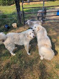 Happy 4th of July, everyone! Today, we celebrate the spirit of freedom,  unity, and the courage of those who fought for our independence. Enjoy the  fireworks, BBQs, and time with loved ones.