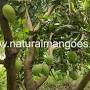 Natural Mangoes Chennai from naturalmangoes.medium.com