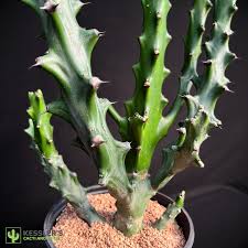 Image result for Euphorbia inaequilatera