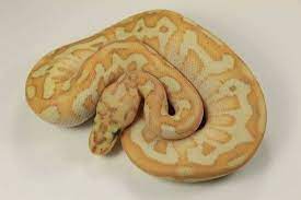 Pin On Insane Ball Python Morphs