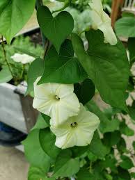 Image result for Ipomoea obscura