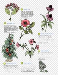 Why are the little purple flowers growing in my yard? Perennial Plant Foraging Feasting A Field Guide And Wild Food Cookbook Flower Purple Deadnettle Plant Poster Plant Stem Annual Plant Flower Png Pngwing