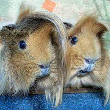 Do You Know About Guinea Pig Sounds Lafeber Co Small Mammals