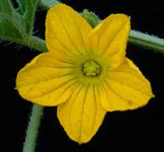 Image result for Cucumis quintanilhae