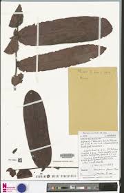 Image result for Dactyladenia