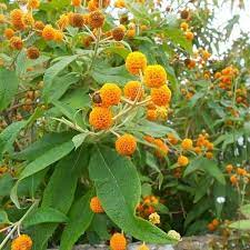 7 Unexpected Ways When Does Buddleia Globosa Flower Can Make Your Life Better When Does Bud Plants Fragrant Plant Garden Plants