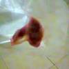 Kadang darah tersebut berwarna hitam saat awal haid. 1
