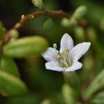 Image result for Lycium mascarenense