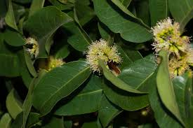 Image result for Cassipourea gummiflua