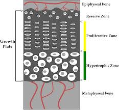 Check spelling or type a new query. The Actions Of Igf 1 In The Growth Plate And Its Role In Postnatal Bone Elongation Springerlink