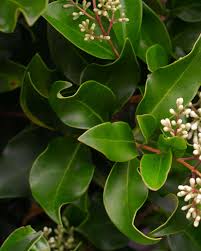 Image result for Ligustrum