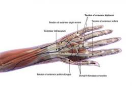 Muscle names are actually quite interesting. Muscles Of The Hand Joi Jacksonville Orthopaedic Institute
