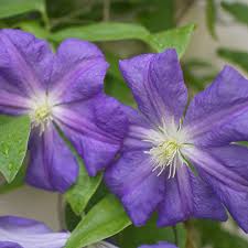Check spelling or type a new query. The Complete Clematis Growing Guide The Impatient Gardener