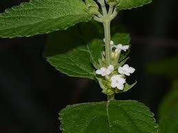 Image result for Lantana angolensis