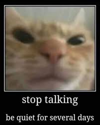 Cat Says Stop Talking Funny Memes Reaction Pictures Memes