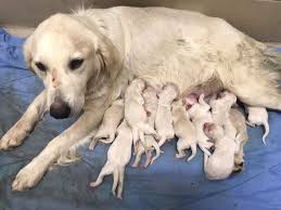 Puppy mill dogs find new life at animal league america. Pupdate 10 New Dogs Born After Michigan Puppy Mill Raid Wfrv Local 5 Green Bay Appleton