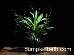 Image result for Angraecum calceolus