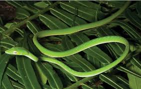 Pestisida nabati untuk mengendalikan hama ulat, trips, kutu daun, tungau, nematoda dan puru akar. Ular Gadung Wikipedia Bahasa Indonesia Ensiklopedia Bebas