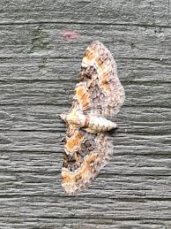 Image result for Eupithecia pulchellata