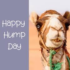 Kipling's 'just so story from when the world was very new tells how the grumpy, idle camel turned his 'humph' into a 'hump.' the moral of the story is that not having enough to do makes people (and animals) grumpy. Happy Hump Day Day How About Happy Hump Month It S One Helluva Hump But There Is A Bright Side To This How To Stay Healthy The Incredibles Hump Day