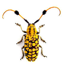 Black And Yellow Longhorn Beetle Aristobia Approximator Escaravelho Insetos Zoologia