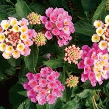 Bandana Pink Lantana Camara Proven Winners